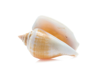 Seashell isolated on white