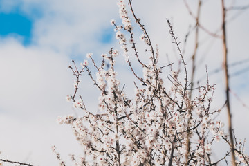 tree with pink blossoms all over its branches