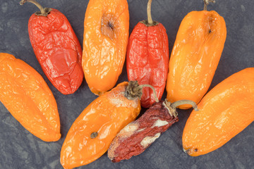 Old moldy peppers on dark background, unhealthy and disgusting vegetable