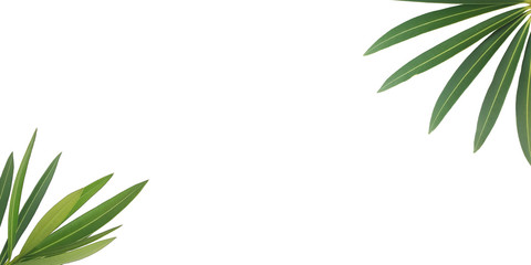 green leafs wallpaper