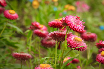 pink flower daisy