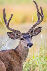 Mule Deer Buck at Sunriver, OR