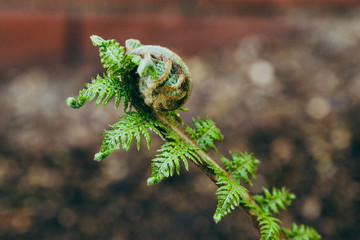 close-up shot of fern branch with twirl about to open up