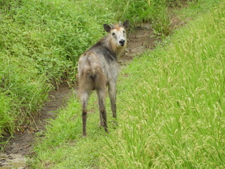 Fototapeta premium 二ホンカモシカ