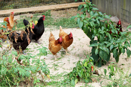 chickens in a garden