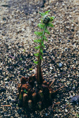 close-up shot of fern branch with twirl about to open up