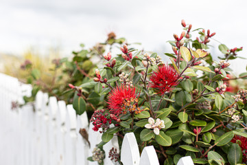 Fototapeta na wymiar Red flowers of metrosideros next to a white wooden fence, white background