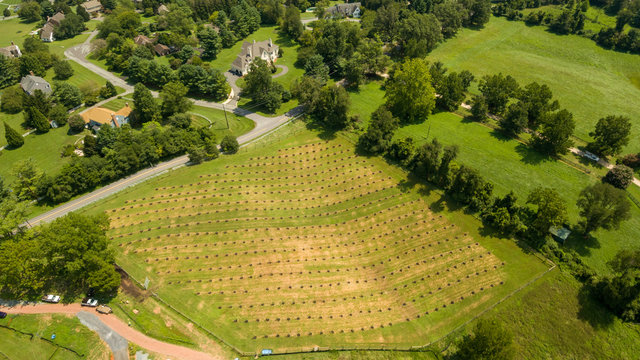 Tree Orchard In Potomac, Montgomery County, Maryland