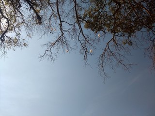 tree sky