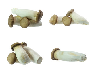 set of King Oyster mushrooms isolated on white background