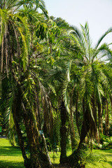 Small palm trees with green grass and tropical forest country in indonesia