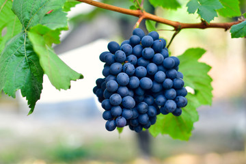 Naklejka premium Close-up of bunches of ripe red wine grapes on vine