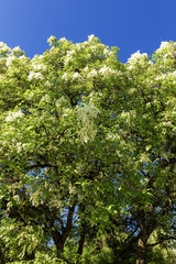 Ash ,flowering in the city Park,spring morning on a Sunny day, Fraxinus ornus L,