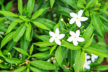 Fresh  white sampaguita jasmine blooming flowers field with bud inflorescence and green leaves top...