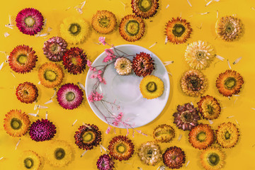 Top view concept of pastel yellow background Colorful flowers Helichrysum bracteatum concept postcard.