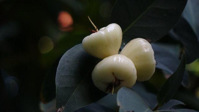 fruta jambo branco