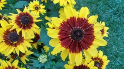 Obraz premium Golden Tickseed Coreopsis Tinctoria Flowers