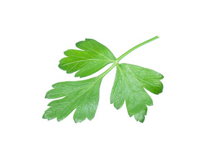 Obraz premium Parsley herb isolated on white background