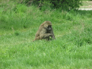 Baboon sitting in a field of grass