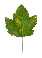 Galls of  red currant blister aphid, Cryptomyzus ribis on red currant leaf isolated on white background