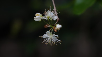 flor da pitanga