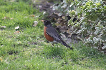 American Robin bird on ground 