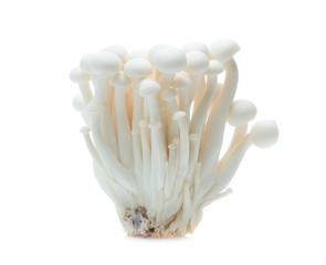 white beech mushroom or Shimeji mushroom on white background