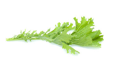 Chinese cabbage on white background