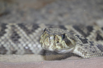 Diamond Back Rattlesnake face close-up