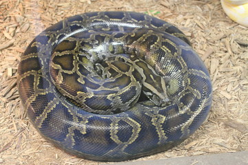 Python Snake coiled up