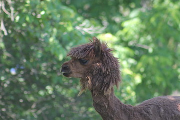 Brown Alpaca Face