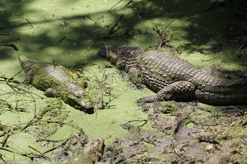 Two Crocodiles in water covered in green vegatation