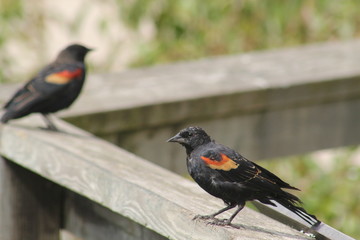 Red-winged Blackbird, Agelaius Phoeniceus on deck rail
