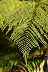 Milford Sound in New Zealand