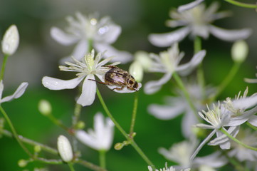 곤충. 꽃. 봄. 생태.