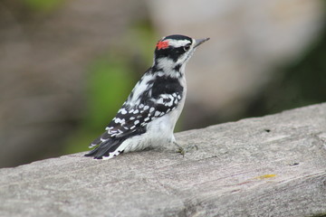 Obraz premium Downy Woodpecker, Picoides Pubescens o a wooden Rail