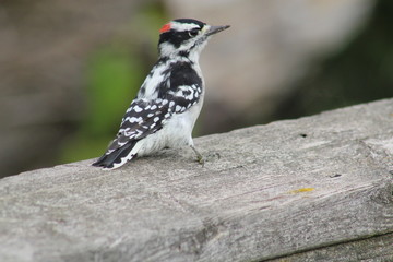 Obraz premium Downy Woodpecker, Picoides Pubescens on a wooden rail