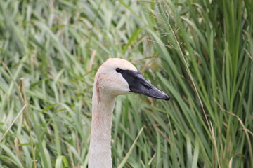Trumpeter Swans Cygnus Buccinator Face In Marsh Vegetation