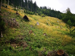 Übelbach Steiermark Wälder