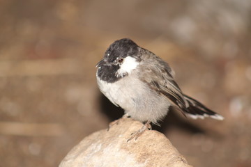 Bird perched on a rock