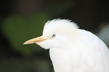 Snowy White Cattle Egret face close -up