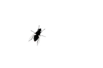 Isolated fly on a white background, bottom view. Abdomen of a fly.