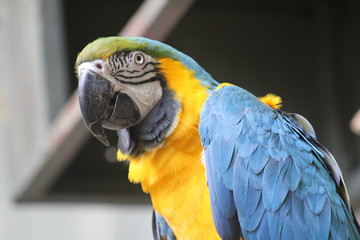 Blue and Yellow Rainbow Macaw