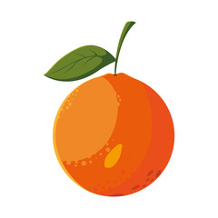 orange fresh fruit in white background