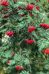 Ripe red mountain ash on a growing tree