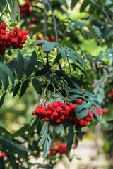 Ripe red mountain ash on a growing tree