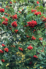 Ripe red mountain ash on a growing tree