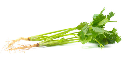 fresh coriander leaves over white background