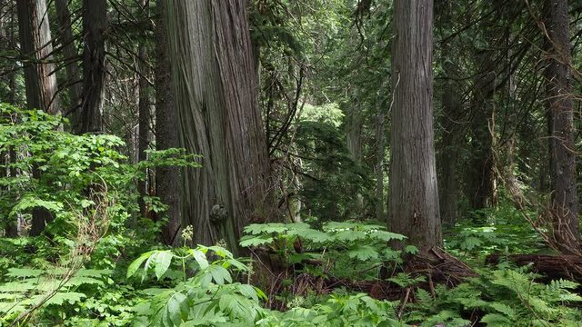 An old growth rainforest of Cedar in British Columbia, Canada.