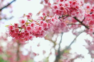 Vintage sakura or cherry blossom